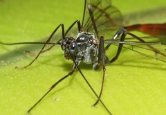 Enicospilus kaalae
