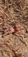Grammostola rosea