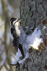 Picoides tridactylus tridactylus