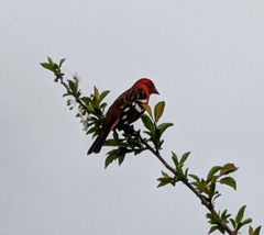 Piranga bidentata