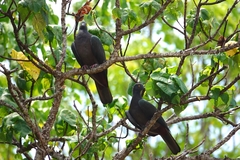 Ducula whartoni
