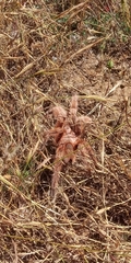 Grammostola rosea