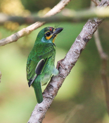 Psilopogon rubricapillus