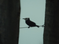 Arundinicola leucocephala