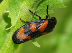 Cercopis vulnerata