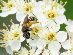 Andrena nasonii