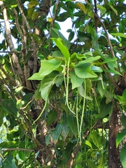 Coccoloba swartzii