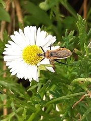 Gminatus