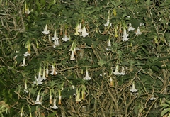 Brugmansia suaveolens