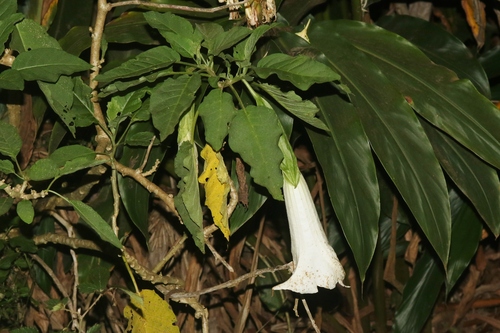 Brugmansia suaveolens, 2022-12-10
