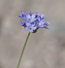 Gilia achilleifolia