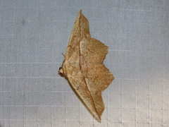 Polyacme dissimilis