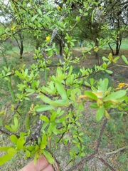 Tabebuia nodosa