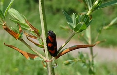 Cercopis vulnerata