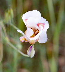 Calochortus venustus
