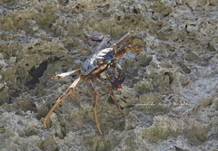Grapsus