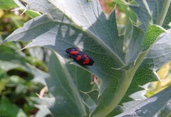 Cercopis vulnerata