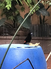 Ramphocelus passerinii