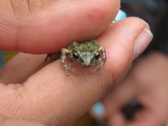 Eleutherodactylus nitidus