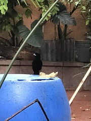 Ramphocelus passerinii