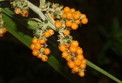 Astelia argyrocoma