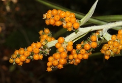 Astelia argyrocoma