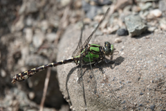 Ophiogomphus colubrinus