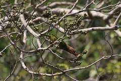 Psilopogon zeylanicus