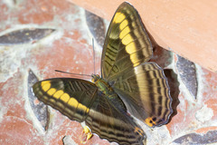 Adelpha tracta
