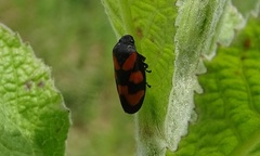 Cercopis vulnerata