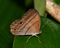 Amiga arnaca