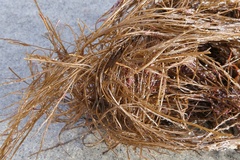 Desmarestia aculeata