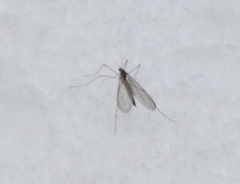 Trichocera annulata