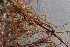 Desmarestia aculeata