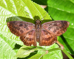 Anastrus sempiternus