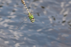 Ophiogomphus colubrinus