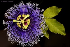 Passiflora incarnata × cincinnata