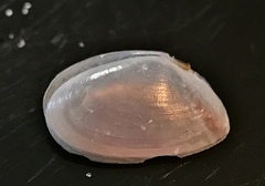 Ameritella versicolor