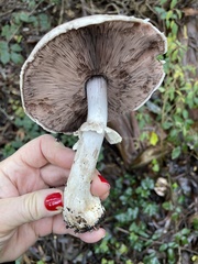 Agaricus hondensis