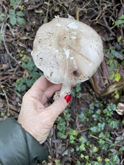 Agaricus hondensis