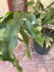 Epiphyllum oxypetalum