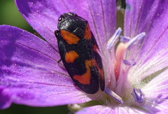 Cercopis vulnerata