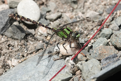 Ophiogomphus colubrinus