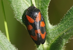 Cercopis vulnerata