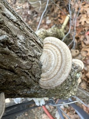 Trametes hirsuta