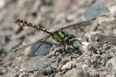Ophiogomphus colubrinus