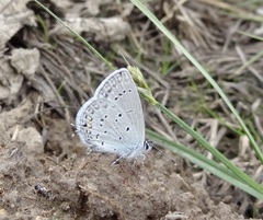 Cupido amyntula