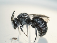 Anthophila