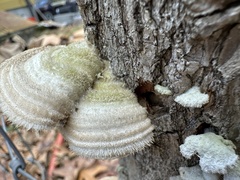 Trametes hirsuta