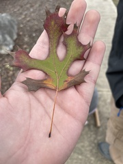 Quercus shumardii